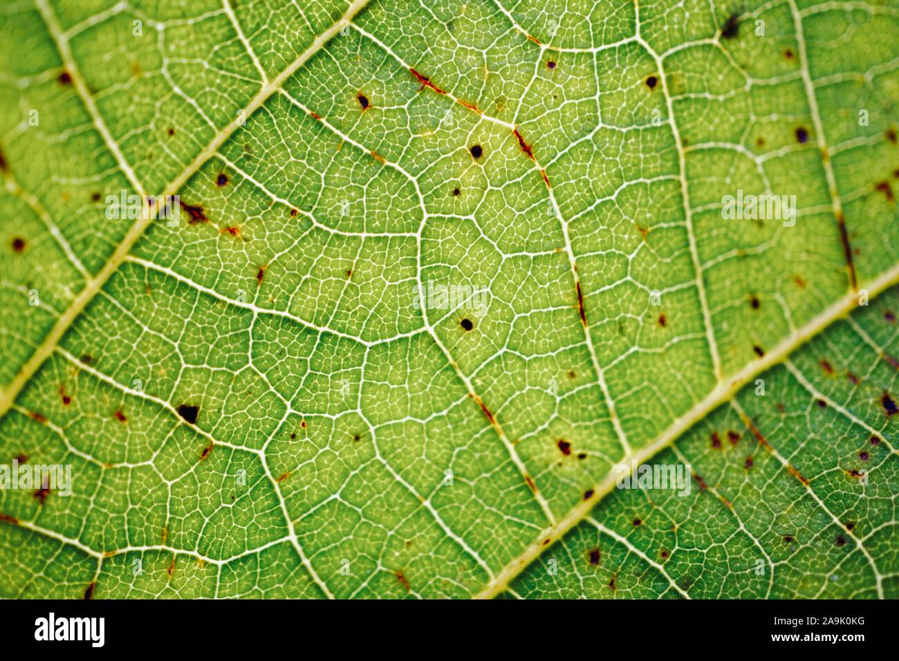 Nervures des feuilles vert abstract background Banque D'Images