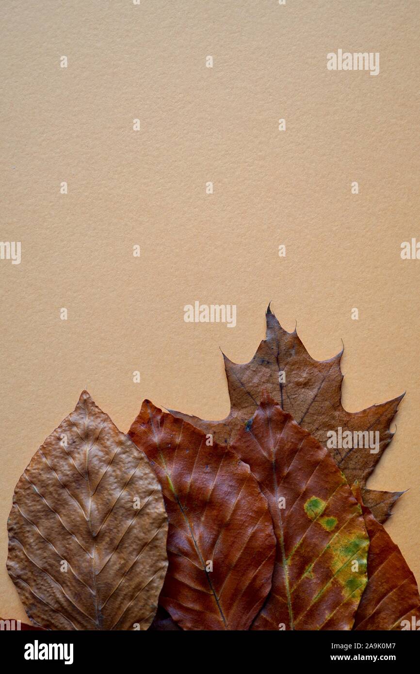 Feuilles brun aux couleurs de l'automne sur fond orange Banque D'Images