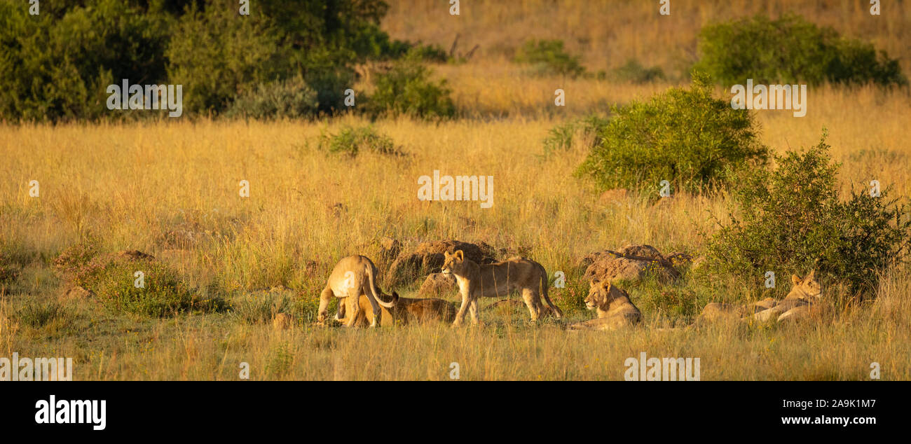 Une troupe de lions couchés dans l'herbe dans le soleil du matin, Pilanesberg National Park, Afrique du Sud. Banque D'Images