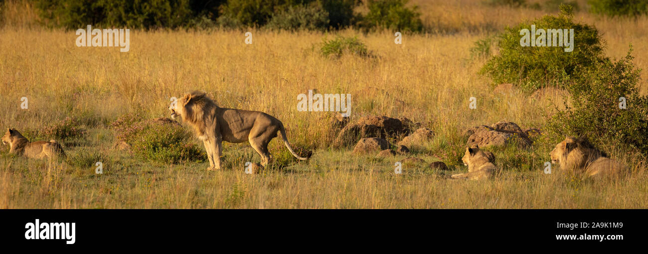 Une troupe de lions couchés dans l'herbe dans le soleil du matin, Pilanesberg National Park, Afrique du Sud. Banque D'Images