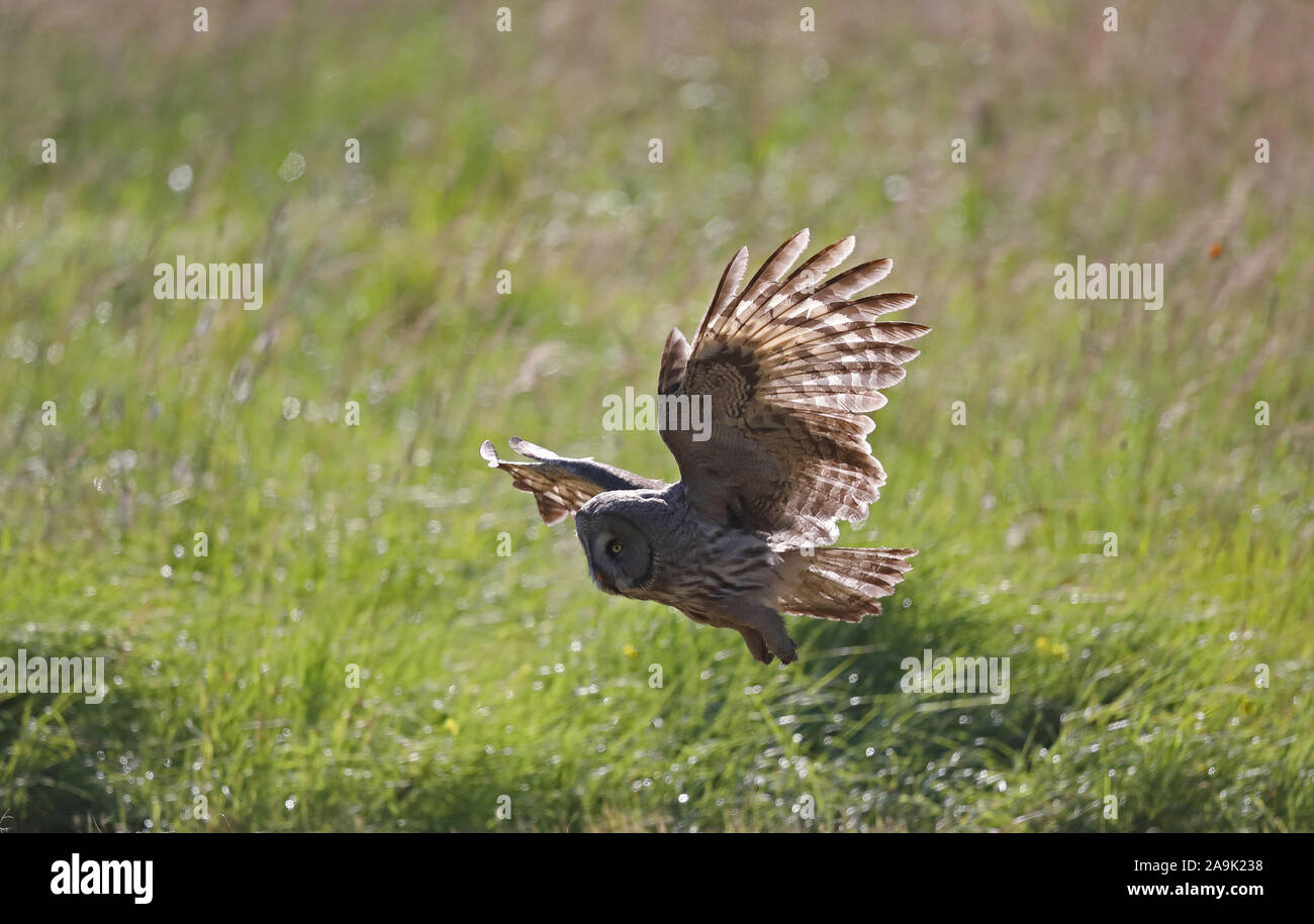 Grand hibou gris, chasse sur le terrain Banque D'Images