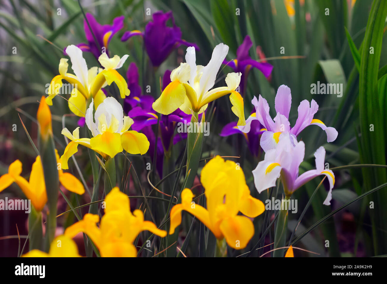 Dutch Iris - l'avant à l'arrière - Bronze la perfection, Roi Mauve, Symphony et Blue Pearl Banque D'Images