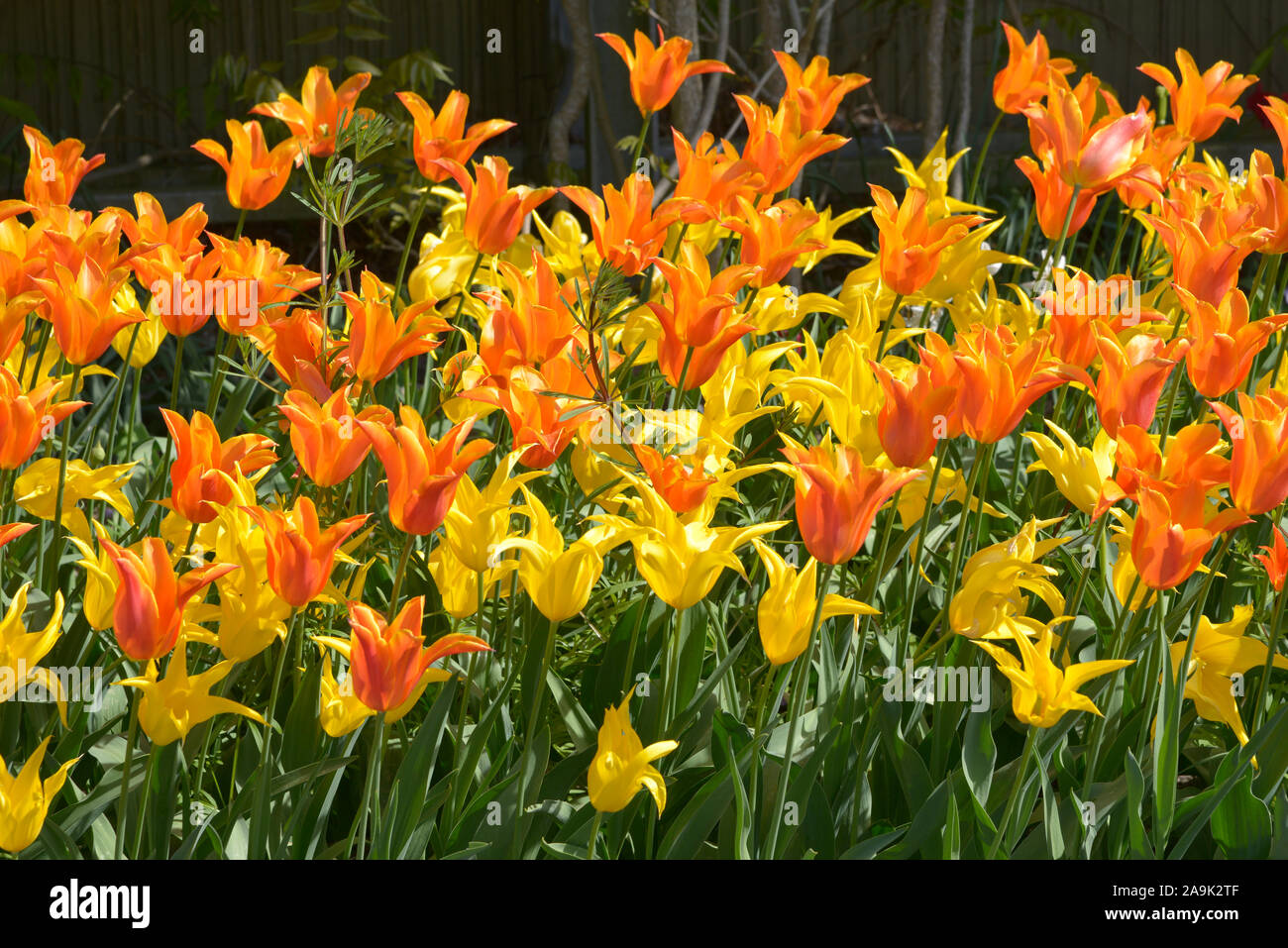 Libre de jaune et orange tulip chambres Banque D'Images