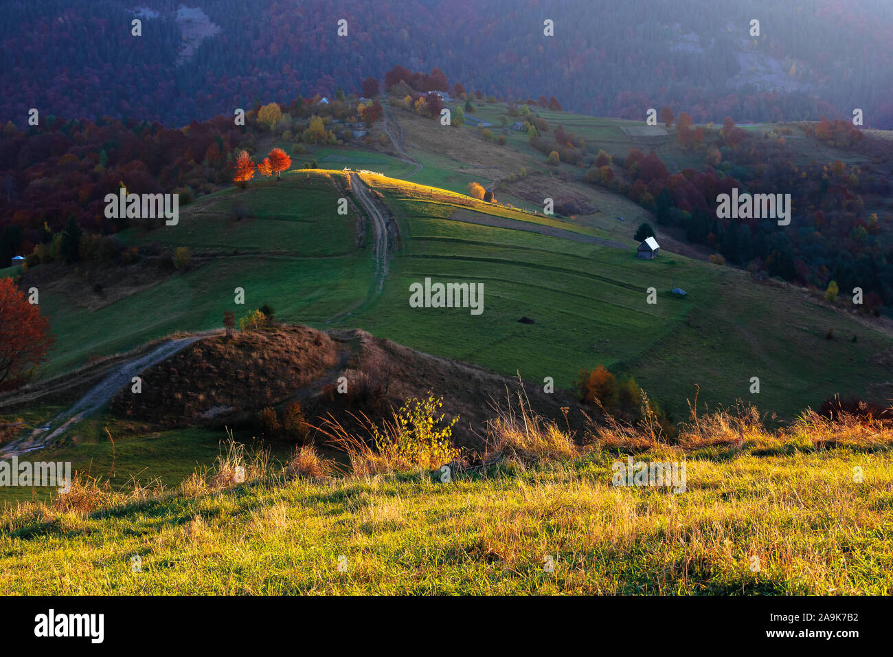 Paysage rural au lever du soleil. beau décor de l'automne dans les montagnes. arbres en automne feuillage sur les collines dans la lumière pommelé. country road par de l'herbe Banque D'Images