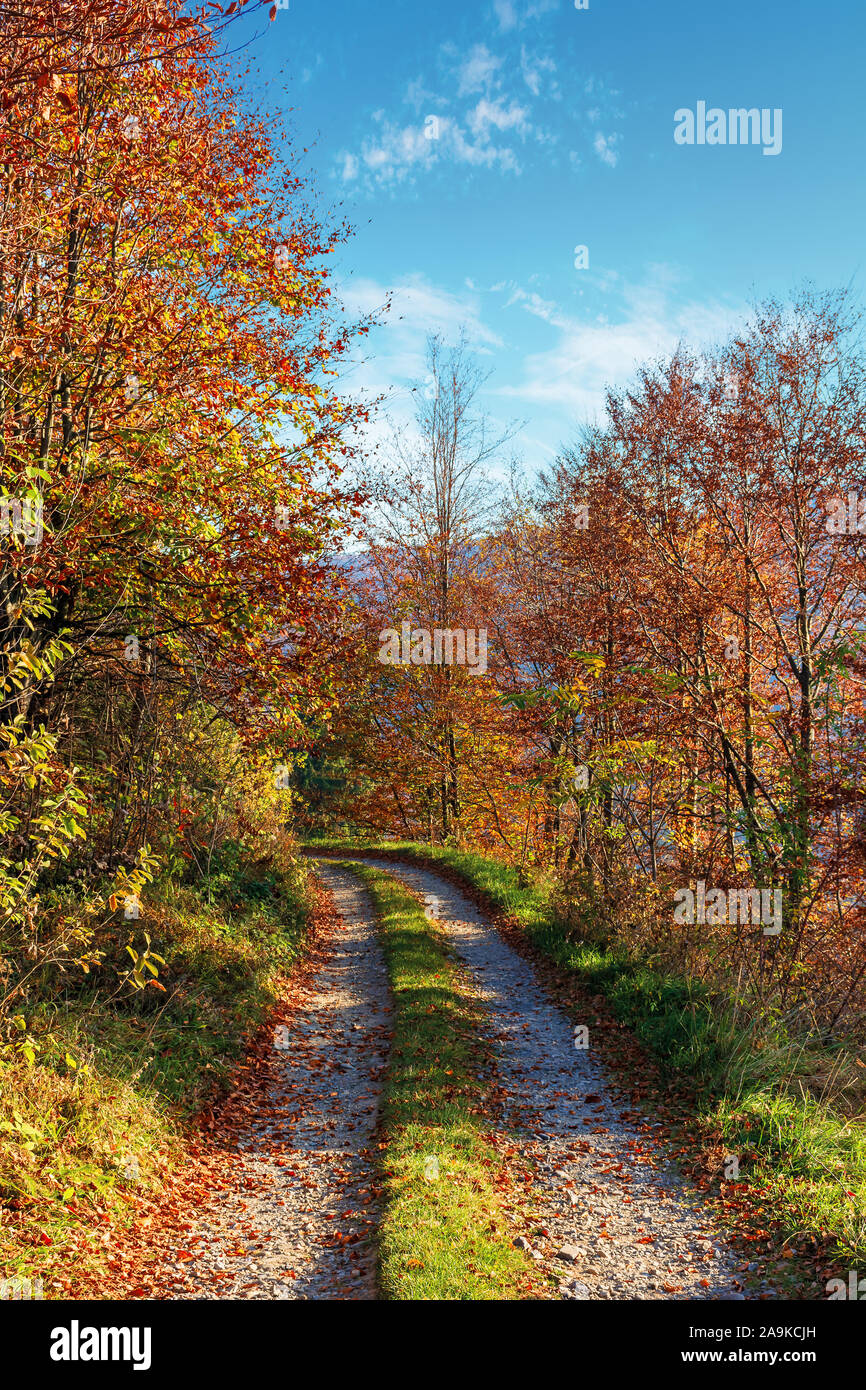 Route de campagne à travers la forêt en automne. belle météo octobre sec sur un matin ensoleillé. arbres en automne feuillage. chemin herbeux le long du bord d'un hillsi Banque D'Images