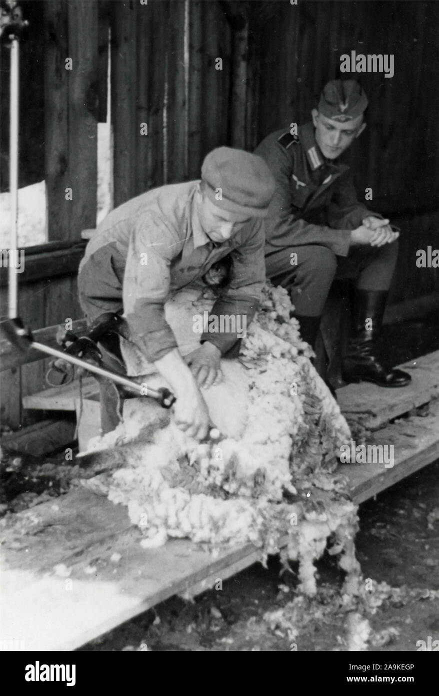 Un berger shears un mouton à côté d'un soldat allemand, Italie Banque D'Images