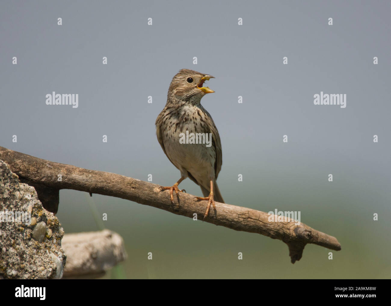 Miliaria calandra corn Bunting (adultes), la reproduction de la perche, l'appelant dans le parc national de Hortobágy, Hongrie Banque D'Images