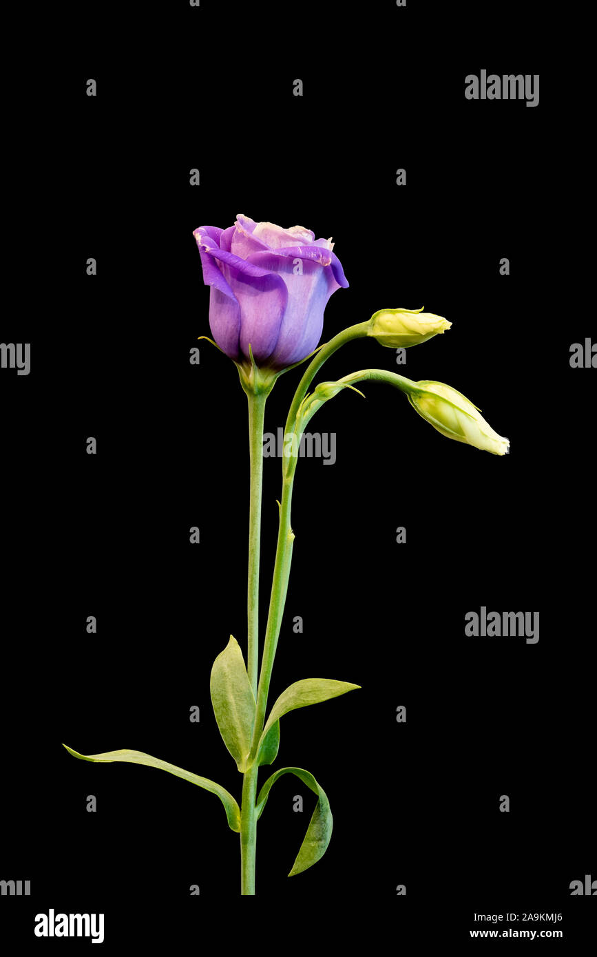 Voyantes violet de gentiane des prairies en fleurs macro, vintage fine art nature morte d'un bourgeons floraison,tige, fond noir,dans un style de peinture Banque D'Images
