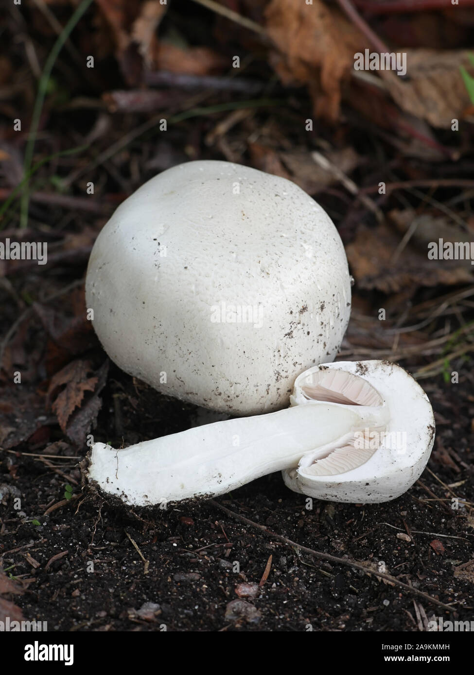 Agaricus arvensis, connu comme le cheval sauvage, champignons champignon comestible de la Finlande Banque D'Images