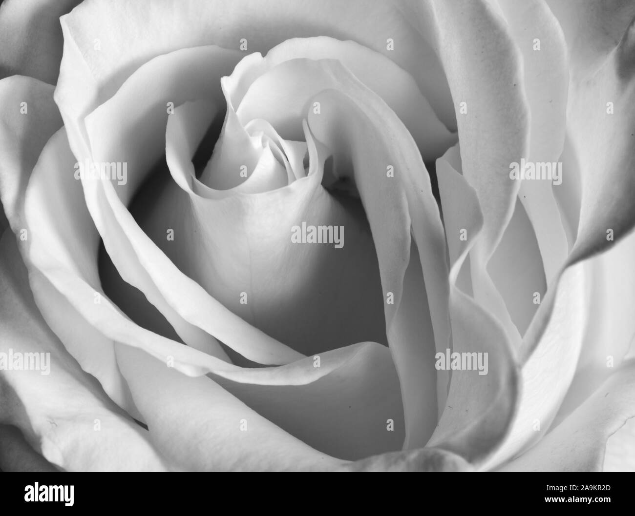 White Rose en libre. . Macro photographie Banque D'Images