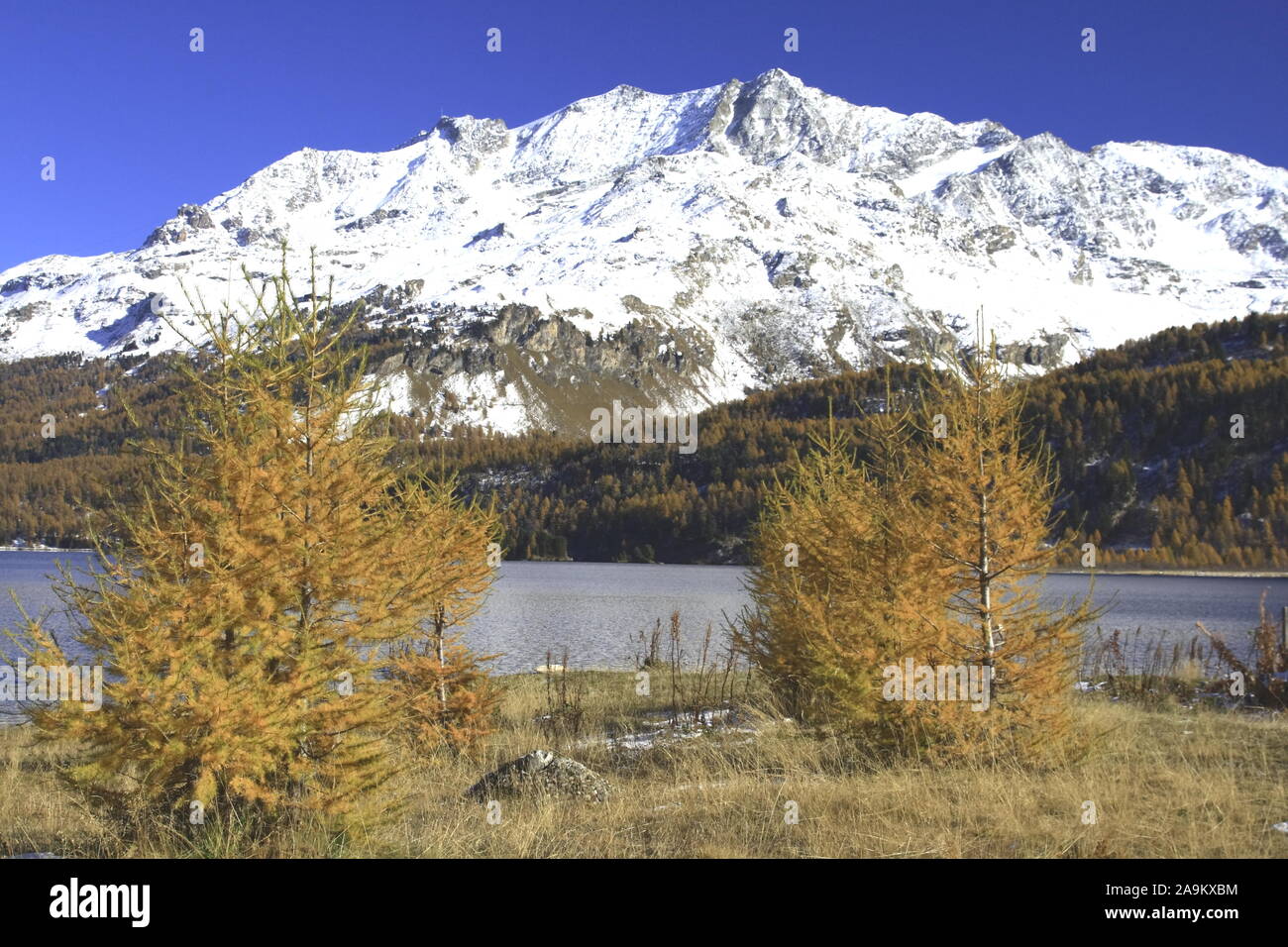 Herbststimmung am idylllischen Silsersee im Oberengadin Banque D'Images