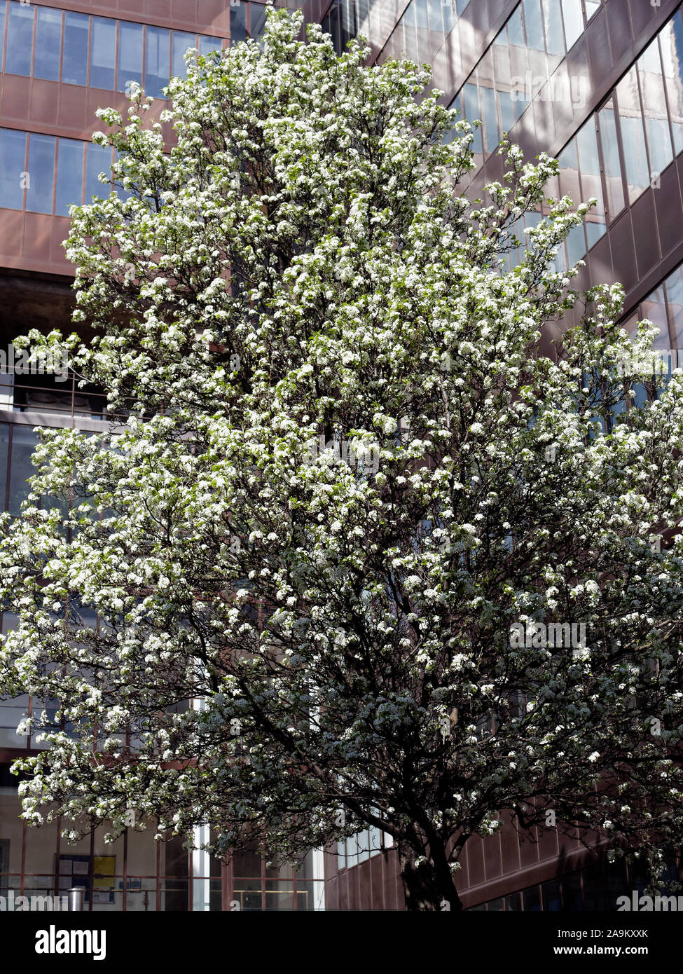Arbre en fleur dans Fitzrovia, Londres, UK Banque D'Images