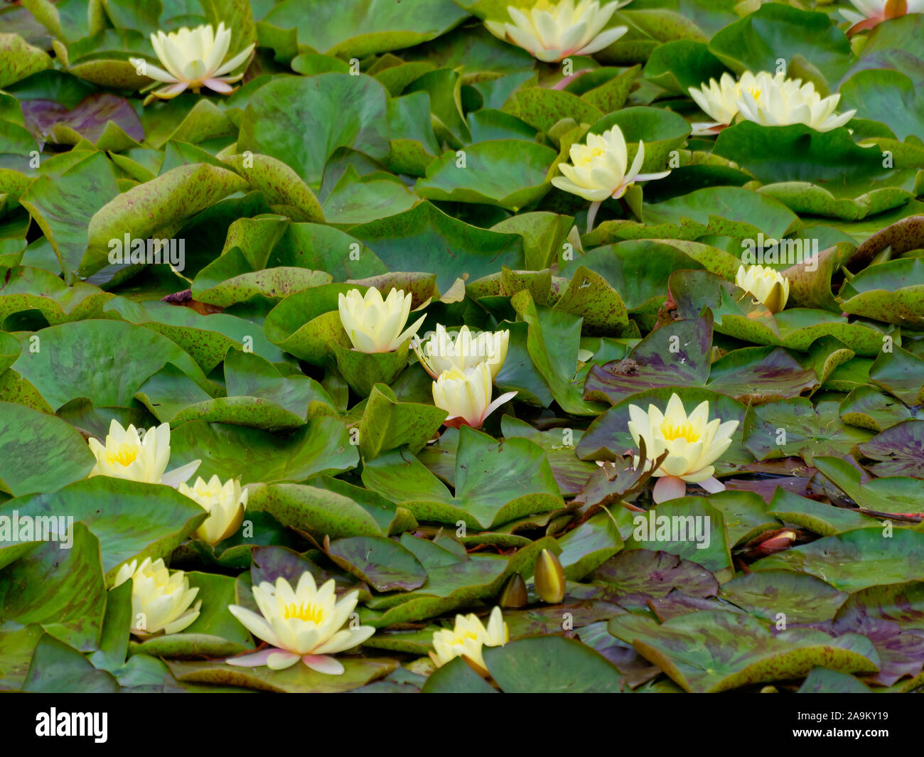 Des nénuphars sur l'étang de l'Ermitage à Wapping, London, UK Banque D'Images
