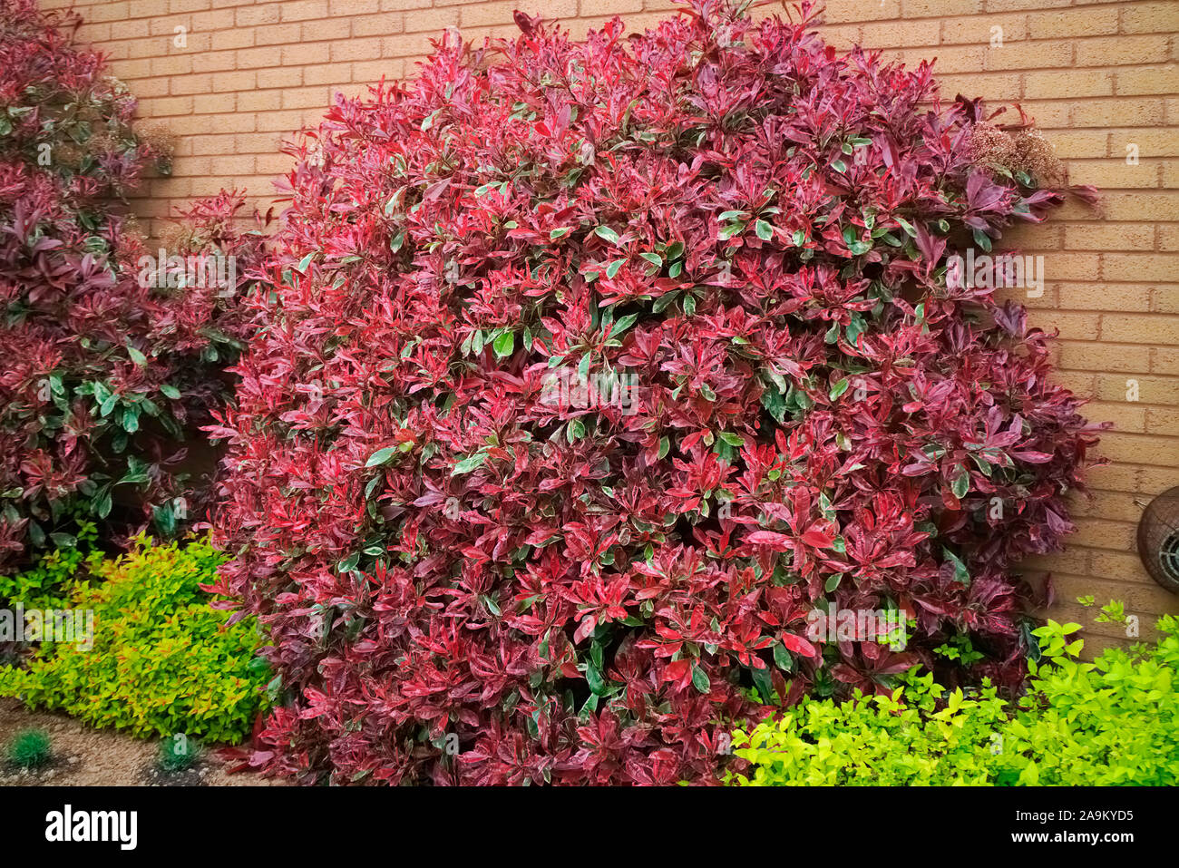 Photinia Fraseri Pink Marble Banque d'image et photos - Alamy
