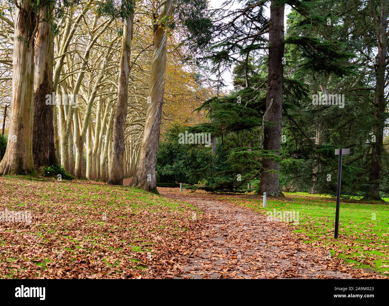 L'automne Feuilles d'Automne dans le parc Promenade avec arbres et buissons verts. Banque D'Images