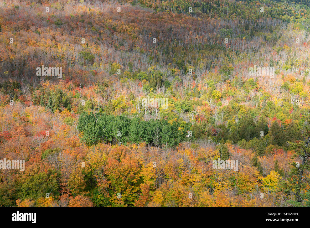 Forêt de feuillus conifères mixtes, la fin de l'automne, mystère Lookout, Minnesota, par Dominique Braud/Dembinsky Assoc Photo Banque D'Images