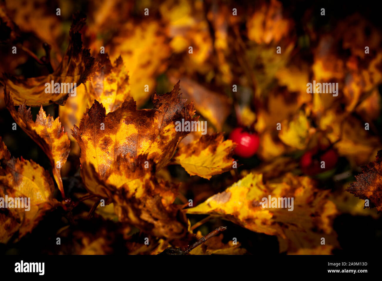 Close up, macron sur feuilles aux couleurs automnales. Quercus palustris suédois dans des feuilles marron, rouge, orange et jaune. Banque D'Images