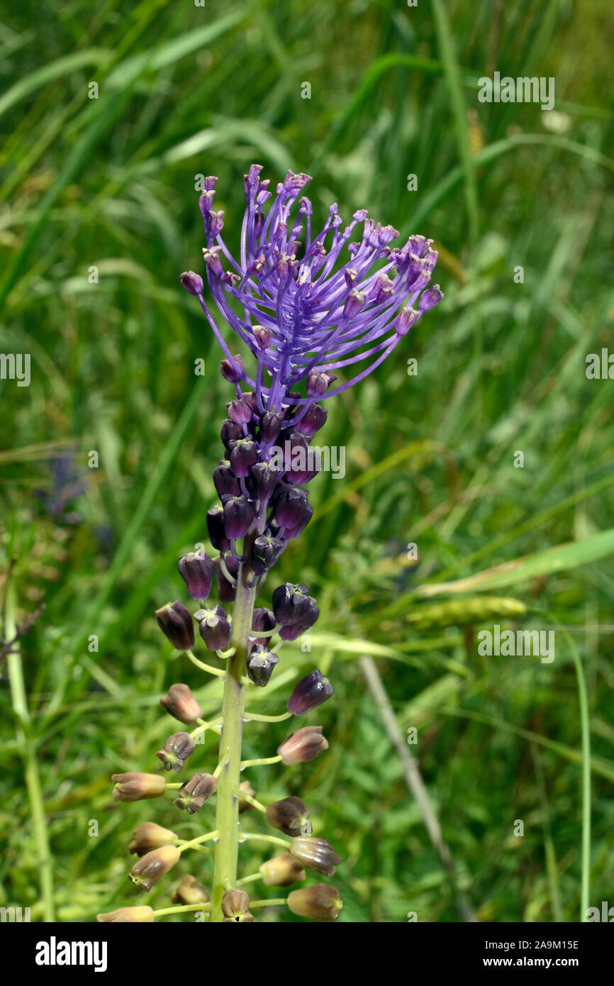 Comosa (Muscari comosum Leopoldia) communément appelé tassel jacinthe est trouvé dans le sud-est de l'Europe, la Turquie et l'Iran sur un sol rocailleux. Banque D'Images
