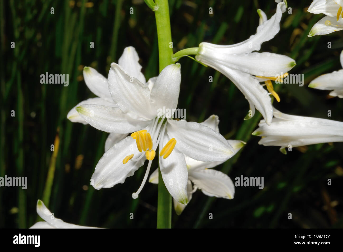 Paradisea lusitanica (St. Bruno Lily) est endémique à la péninsule Ibérique où il se produit dans les prairies alpines. Banque D'Images