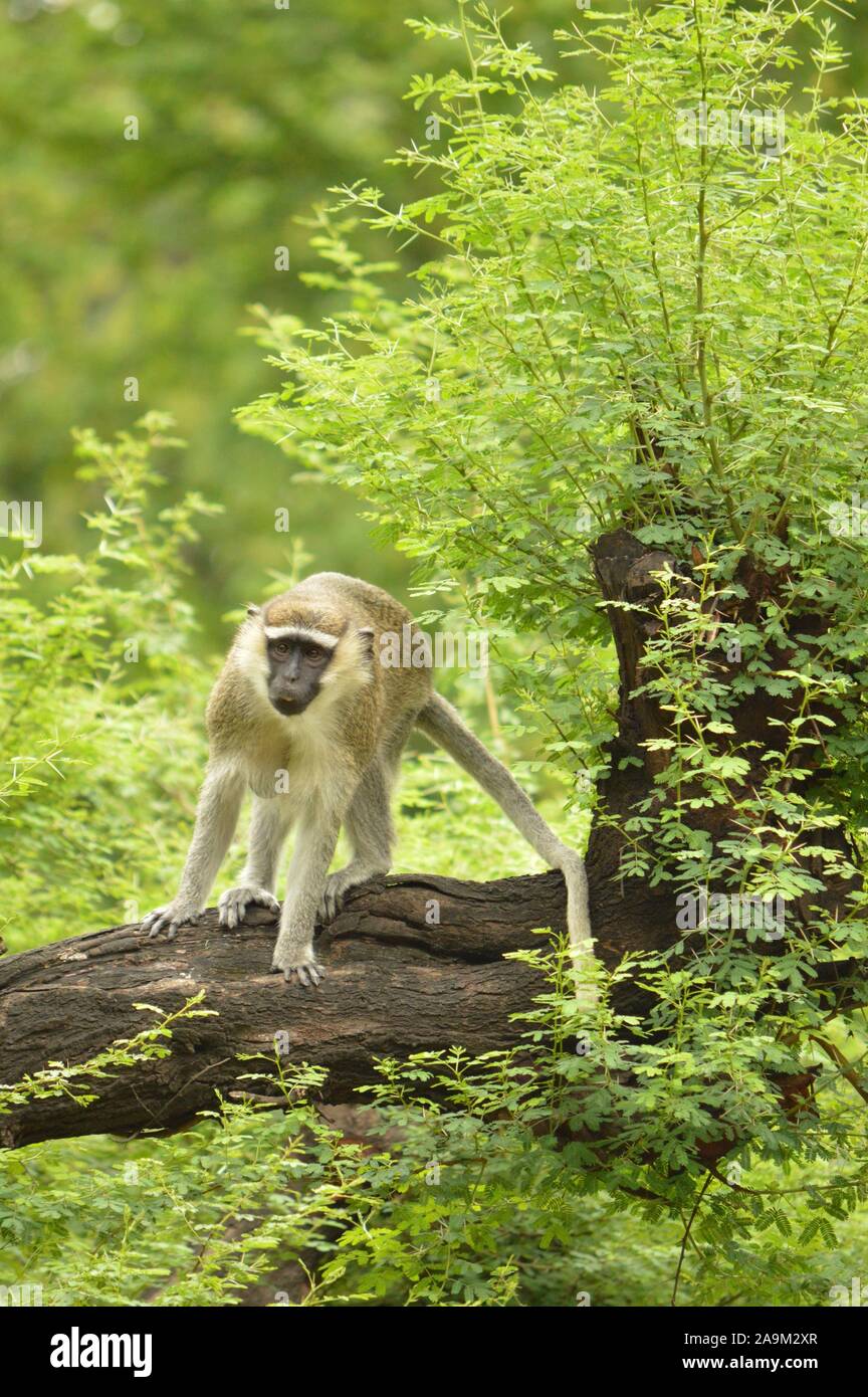 Un singe sur une branche Banque D'Images