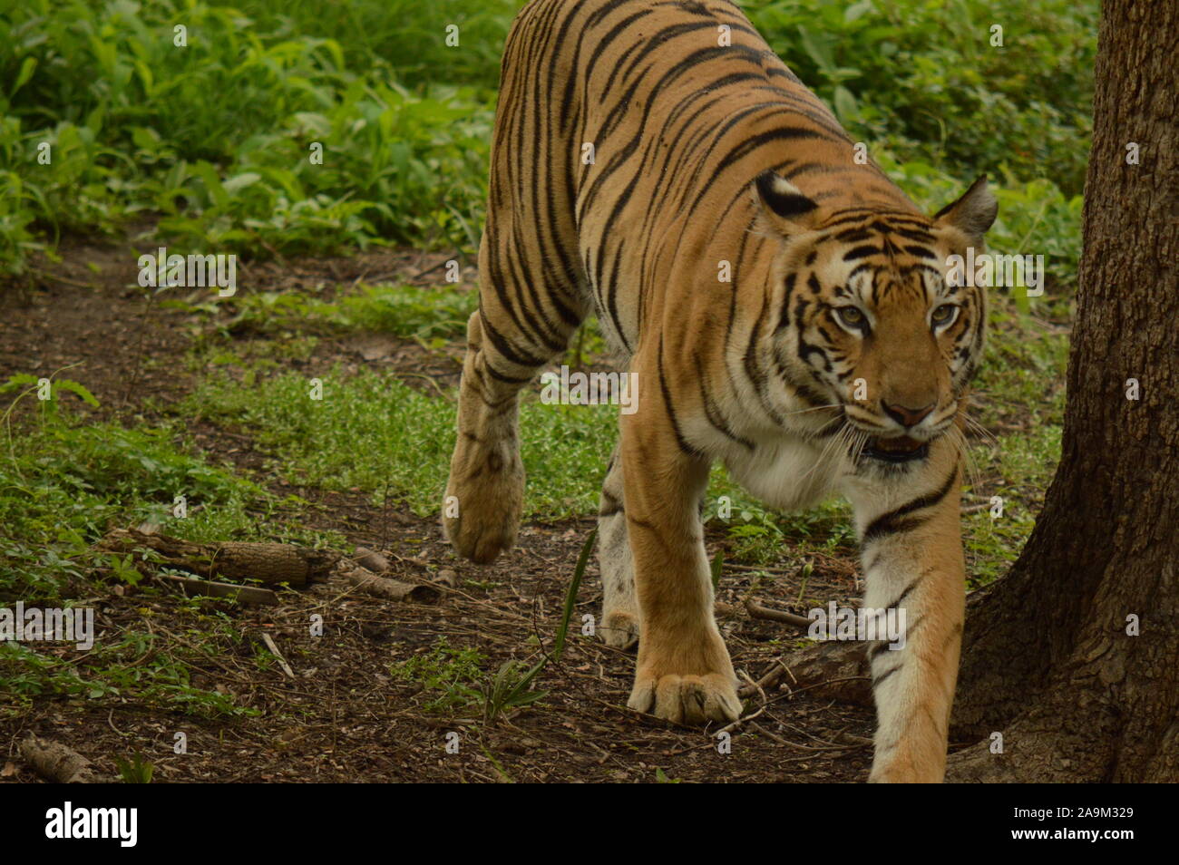 Tigre du Bengale royal au zoo de Hyderabad Banque D'Images