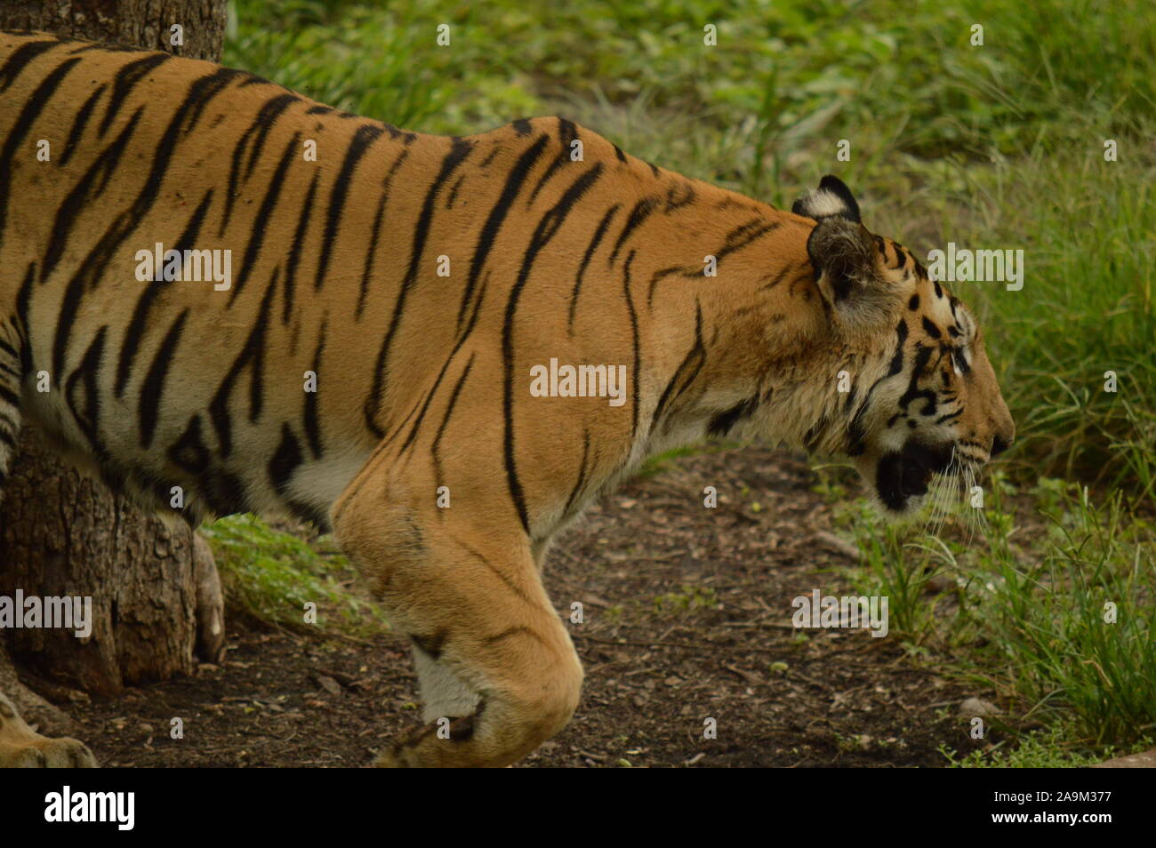 Tigre royal de Benagal de l'Inde dans l'eau Banque D'Images
