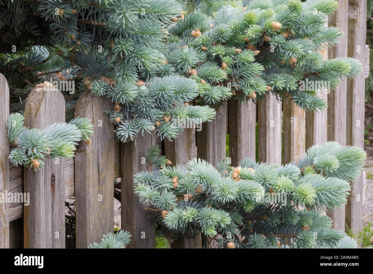 Gros plan d'une diffusion ou naine rampante épinette du Colorado (Picea pungens 'Glauca Prostrata' ) qui poussent à travers une barrière en bois dans un jardin urbain Banque D'Images