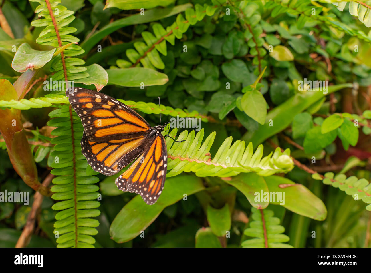 Le monarque (Danaus plexippus), avec les ailes ouvertes, sur une feuille verte Banque D'Images