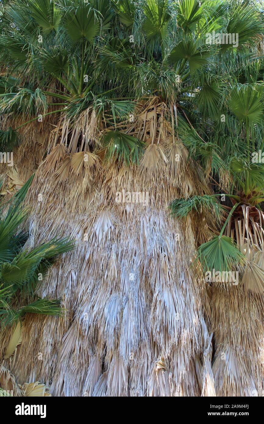 Marcescent frondes de palmier de la Californie Washingtonia filifera, Cottonwood au printemps de Joshua Tree National Park dans le désert du Colorado. Banque D'Images