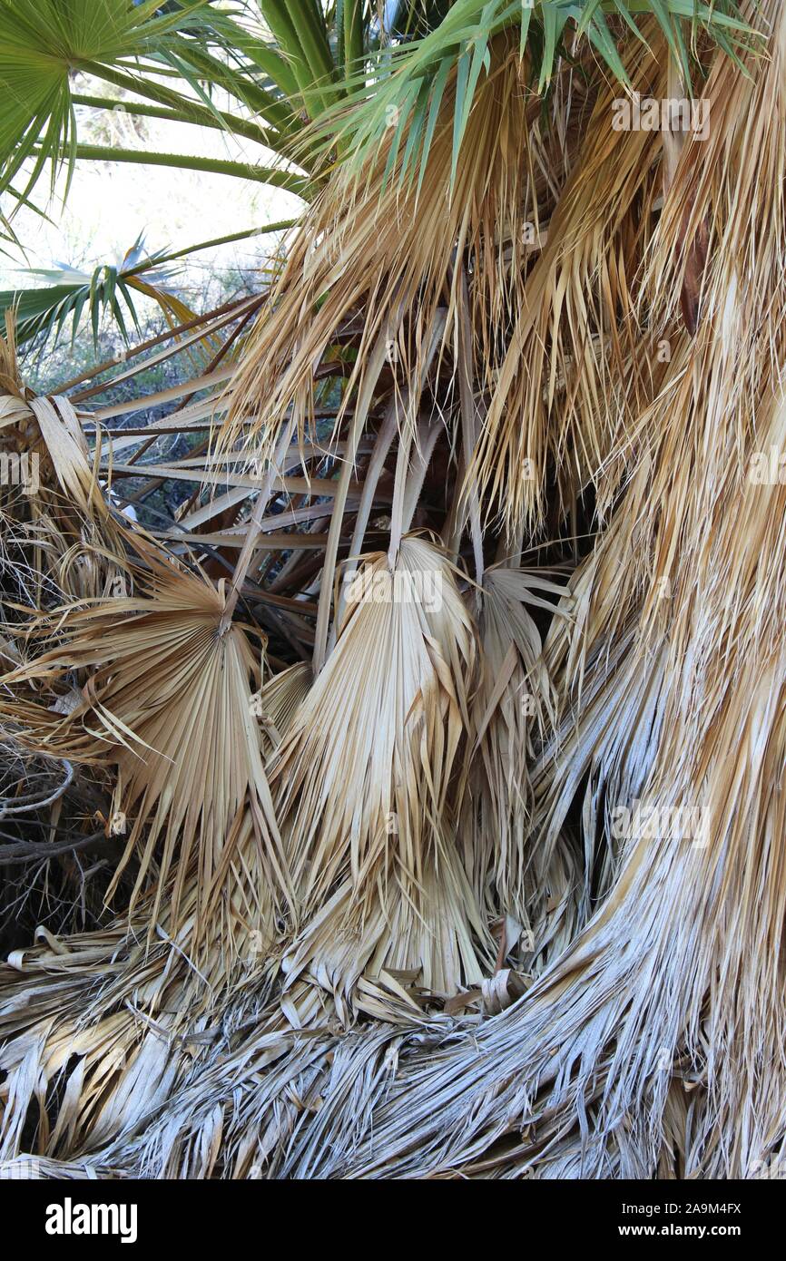 Marcescent frondes de palmier de la Californie Washingtonia filifera, Cottonwood au printemps de Joshua Tree National Park dans le désert du Colorado. Banque D'Images
