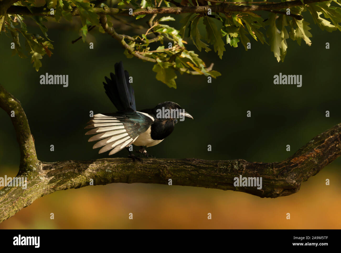 Près d'une pie perchée dans un arbre, l'automne au Royaume-Uni. Banque D'Images