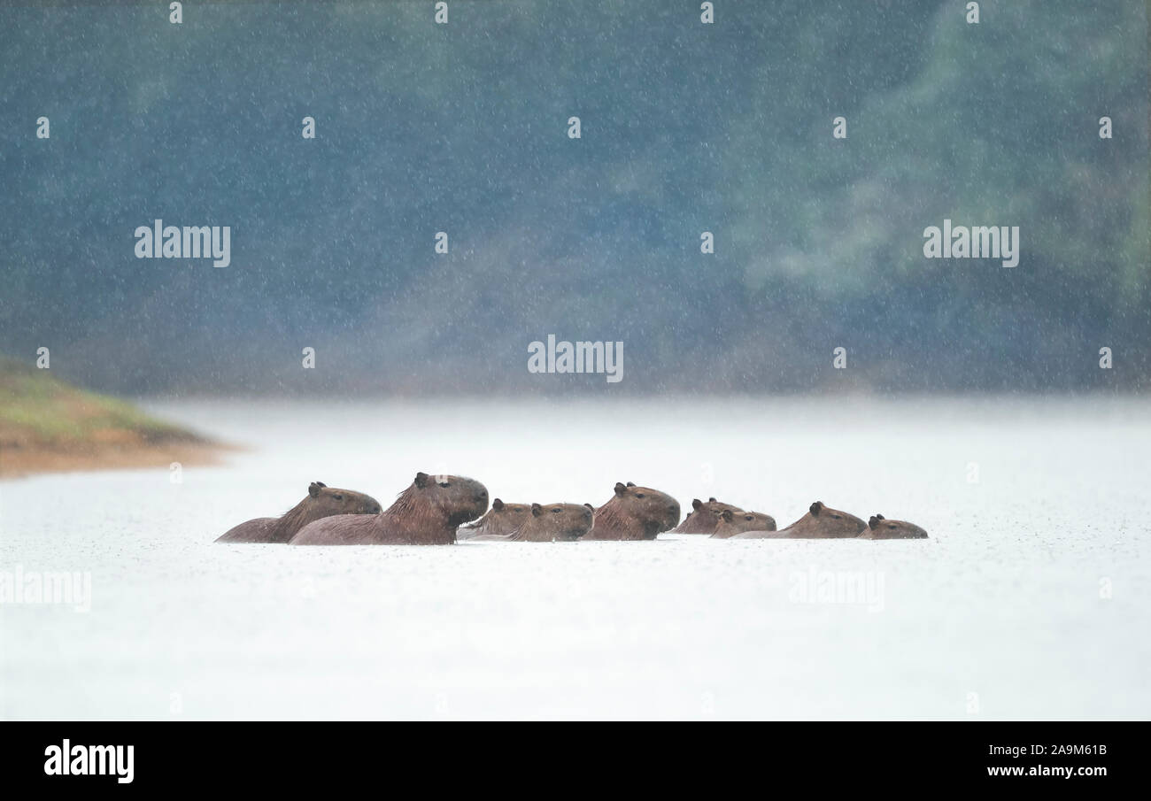 Groupe des capybaras nageant dans une rivière dans la pluie, Nord Pantanal, Brésil. Banque D'Images