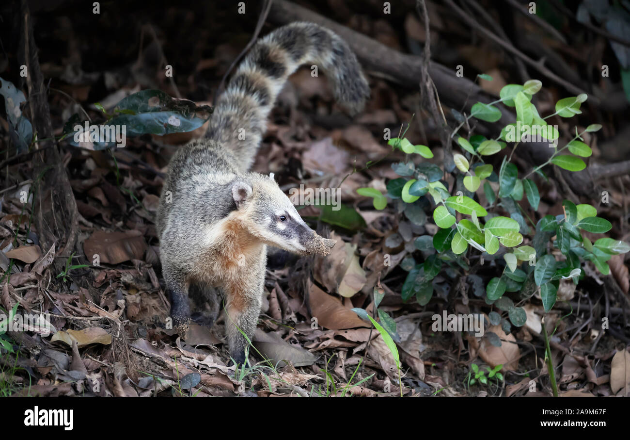 Close up of a South American coati (Nasua nasua), Pantanal, Brésil. Banque D'Images
