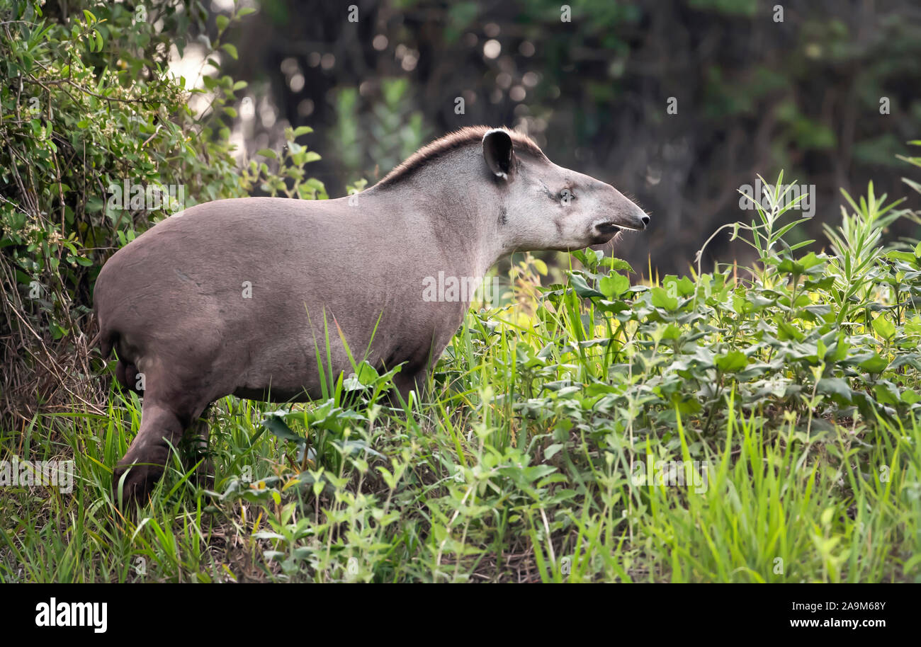 Close up d'un tapir d'Amérique du Sud la marche dans l'herbe, Pantanal, Brésil. Banque D'Images