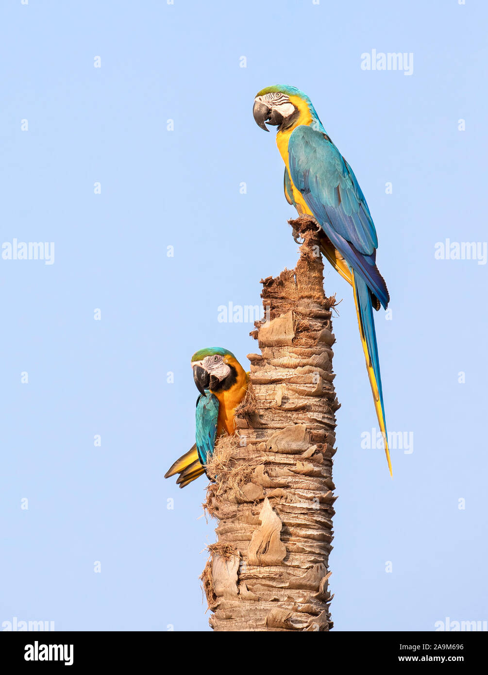 Près de deux-bleu et jaune macaws perchée sur un palmier mort, Pantanal, Brésil. Banque D'Images
