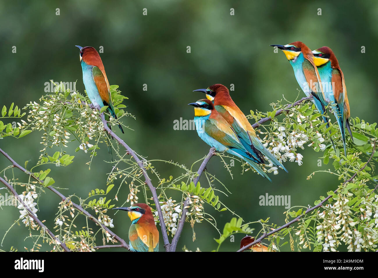 Bienenfresser (Merops apiaster) European Bee Eater Banque D'Images
