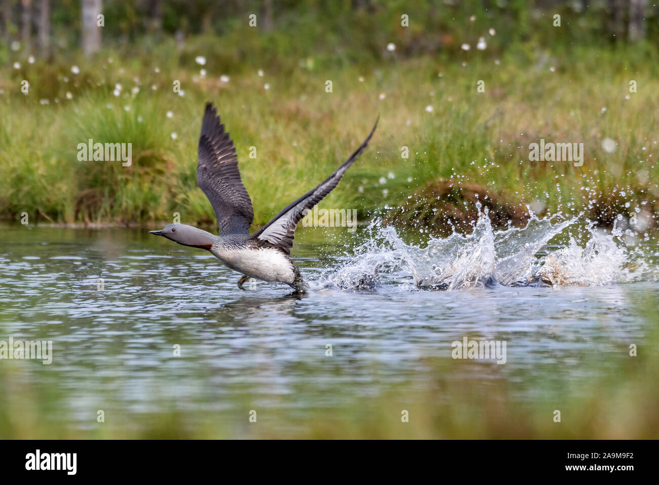 Sterntaucher (Gavia stellata) jiujitsu Banque D'Images