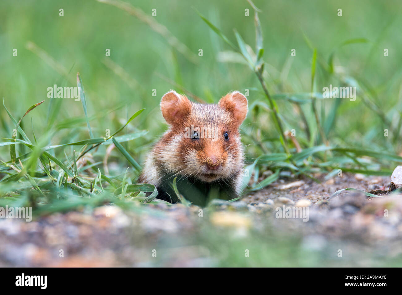Feldhamster (Cricetus cricetus) Grand hamster Banque D'Images