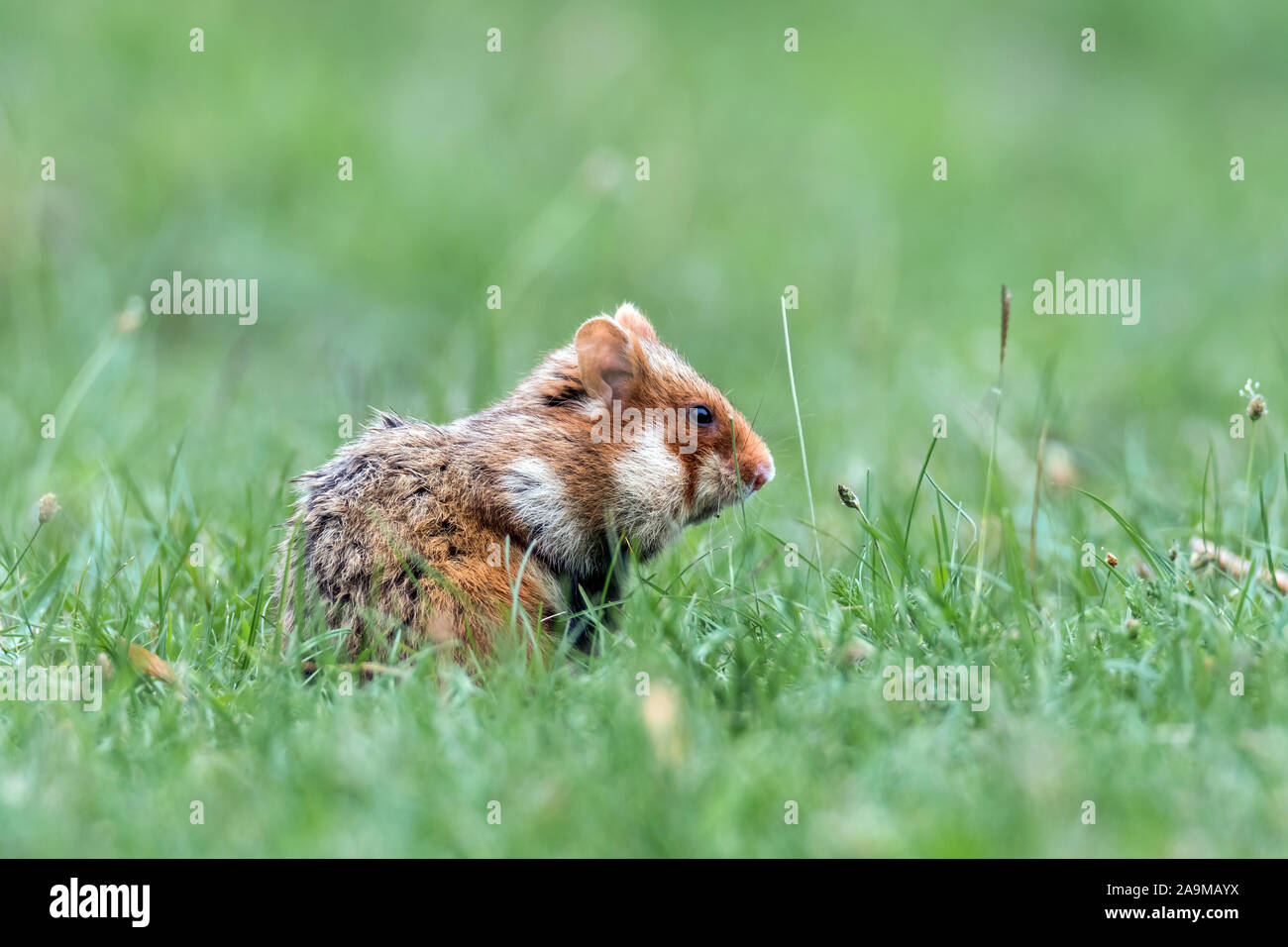 Feldhamster (Cricetus cricetus) Grand hamster Banque D'Images