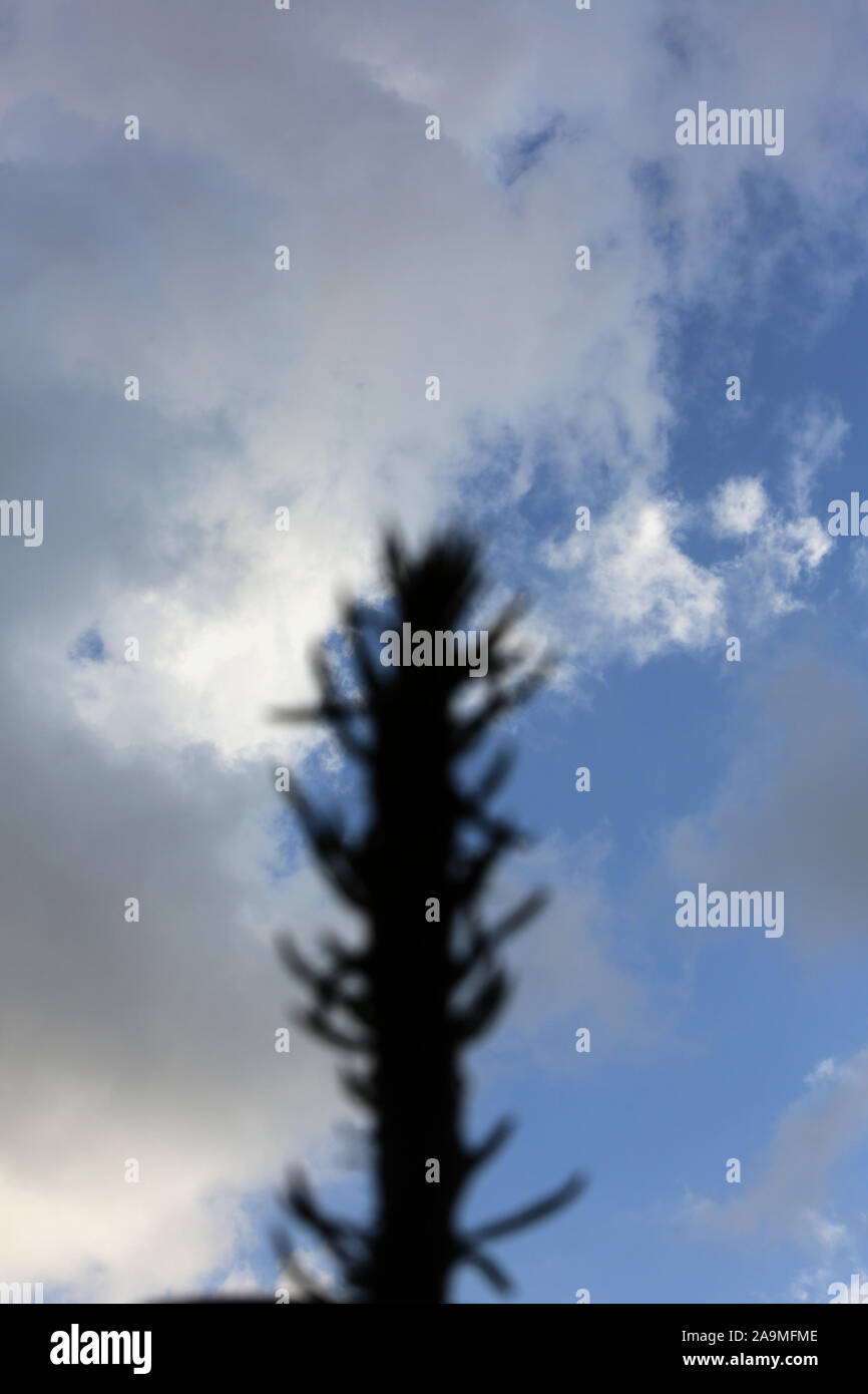 Un garçon palestinien planter un arbre cactus comme décoration dans leur maison, dans le sud de la bande de Gaza, le Nov 16, 2019. Photo par Abed Rahim Khatib/Alamy Banque D'Images