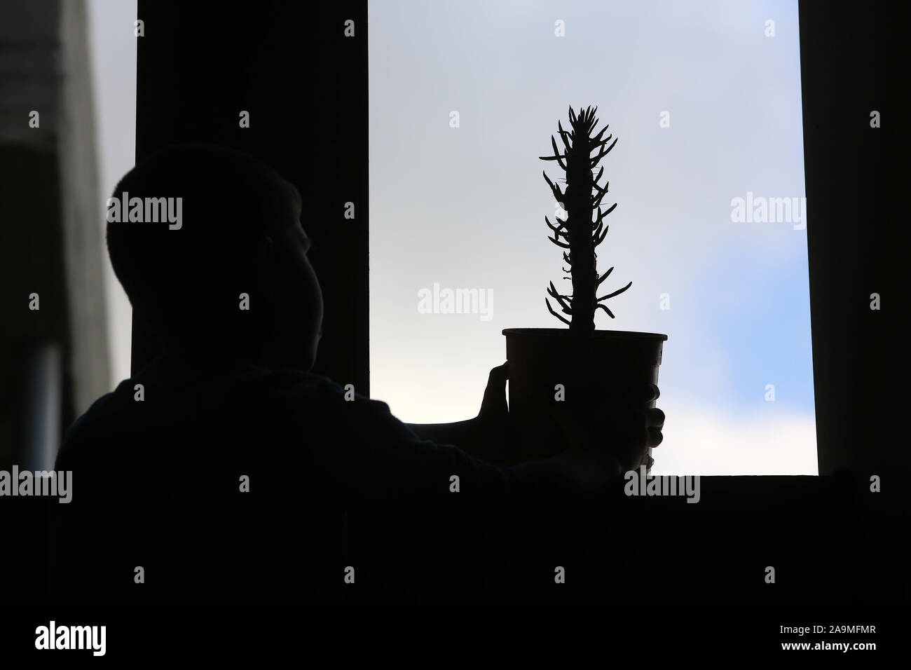 Un garçon palestinien planter un arbre cactus comme décoration dans leur maison, dans le sud de la bande de Gaza, le Nov 16, 2019. Photo par Abed Rahim Khatib/Alamy Banque D'Images