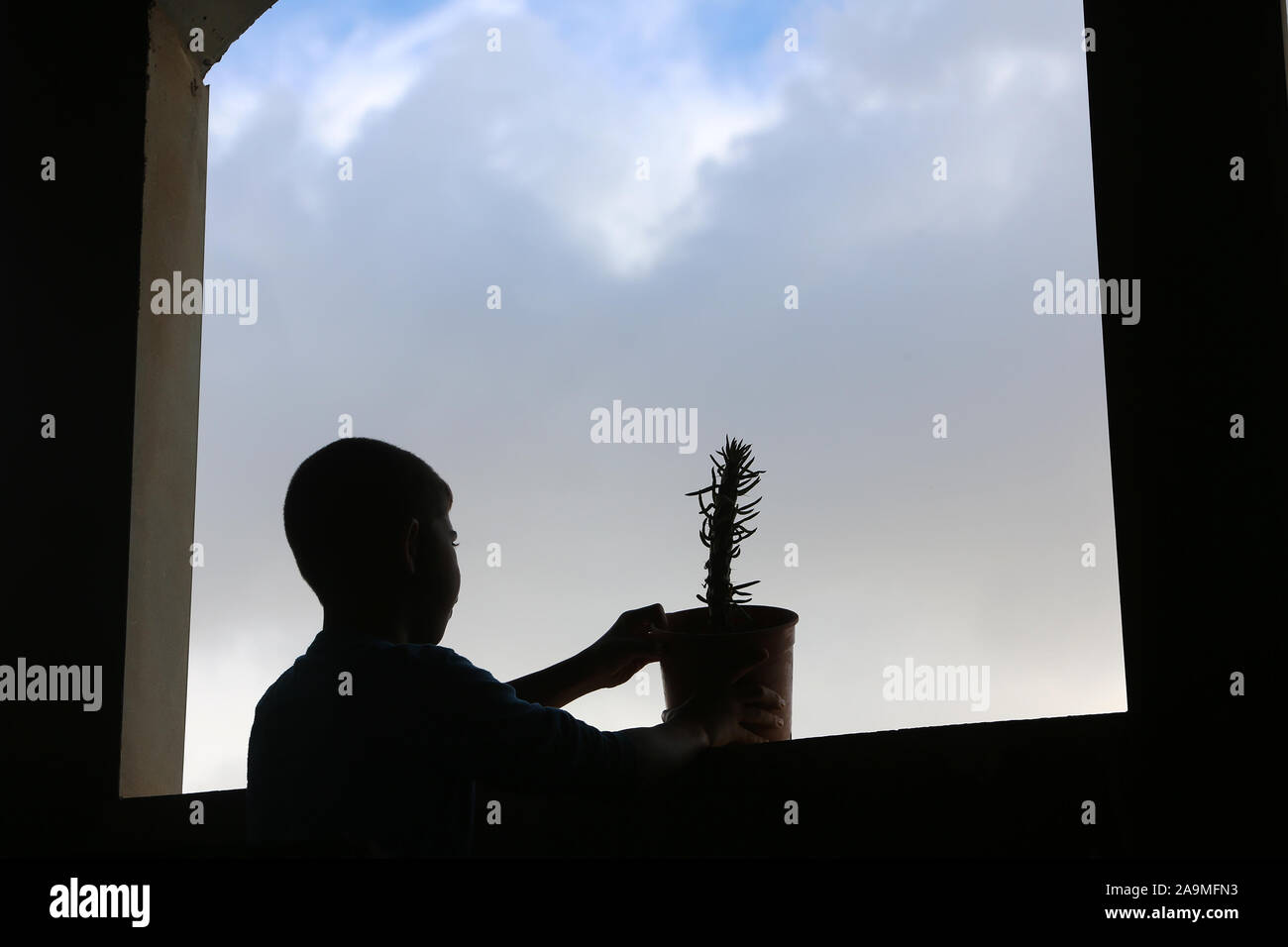 Un garçon palestinien planter un arbre cactus comme décoration dans leur maison, dans le sud de la bande de Gaza, le Nov 16, 2019. Photo par Abed Rahim Khatib/Alamy Banque D'Images