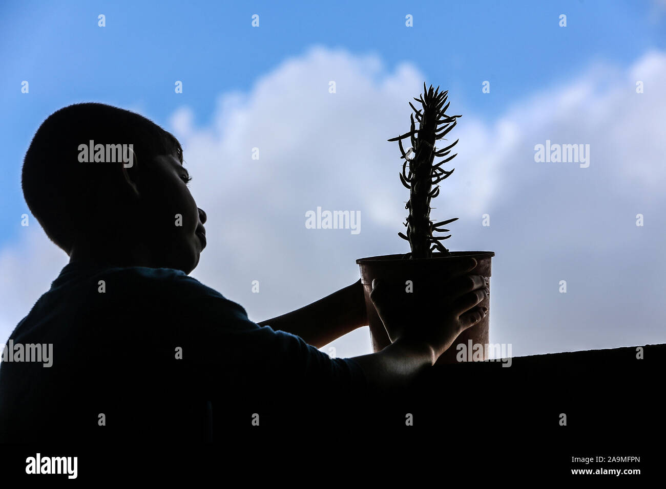 Un garçon palestinien planter un arbre cactus comme décoration dans leur maison, dans le sud de la bande de Gaza, le Nov 16, 2019. Photo par Abed Rahim Khatib/Alamy Banque D'Images