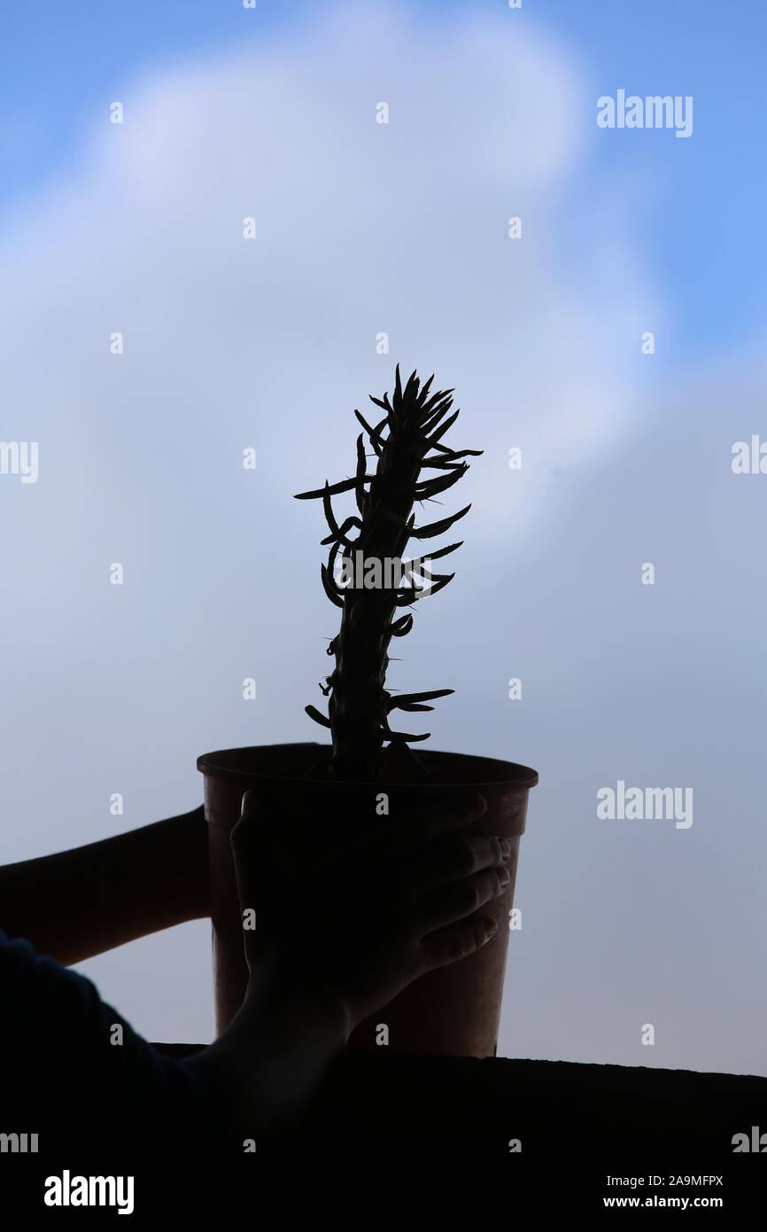 Un garçon palestinien planter un arbre cactus comme décoration dans leur maison, dans le sud de la bande de Gaza, le Nov 16, 2019. Photo par Abed Rahim Khatib/Alamy Banque D'Images