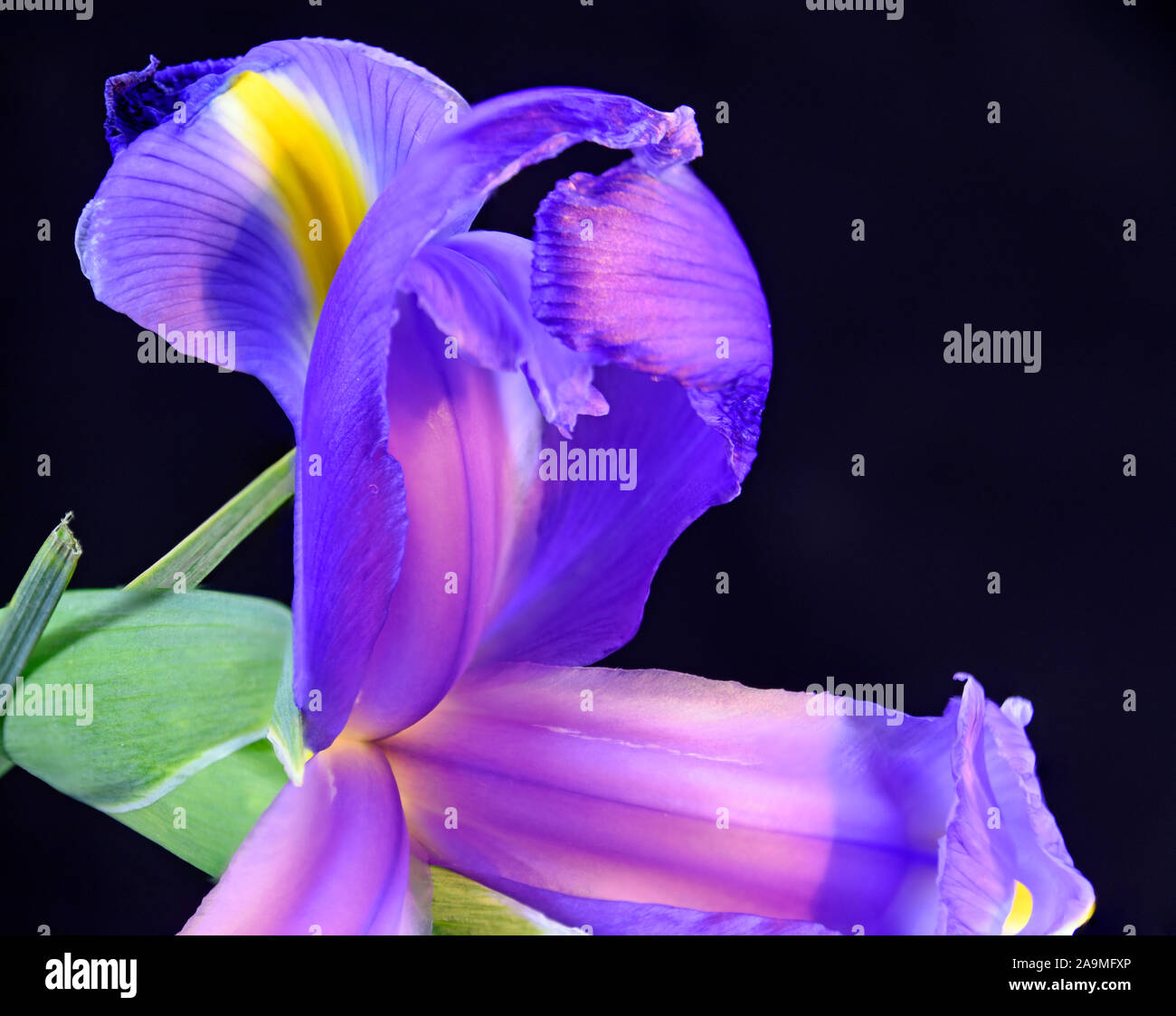 Iris versicolor et courbe d'étude couleur sur fond sombre. Banque D'Images