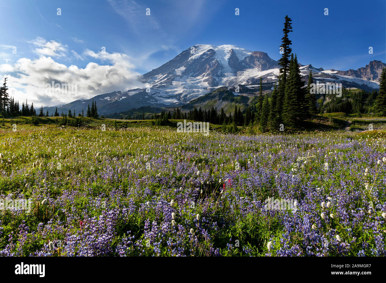 WA17290-00...WASHINGTON - Le Mont Rainier vu depuis la crête de Mazama dans Mount Rainier National Park. Banque D'Images