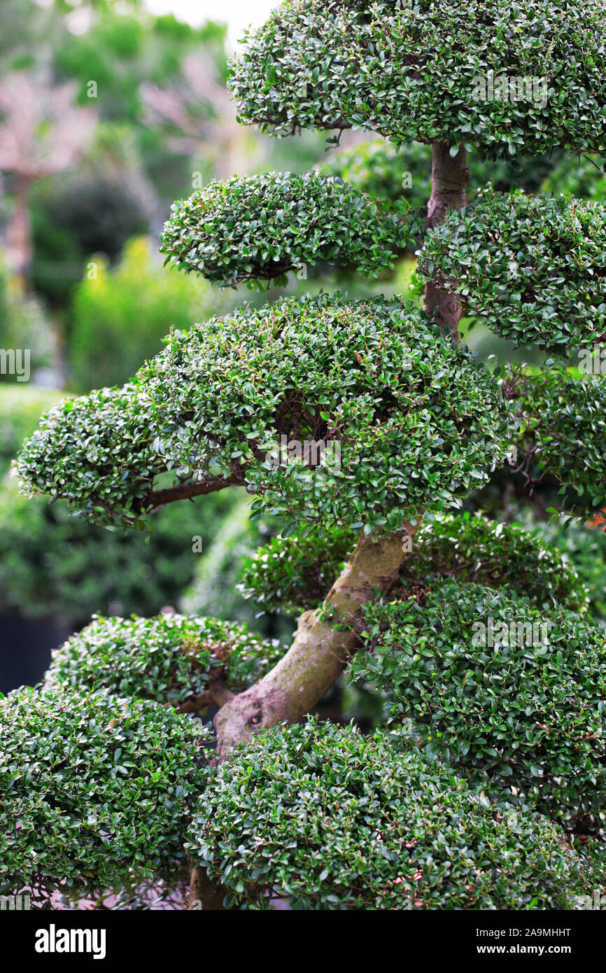 Ilex crenata topiaire houx japonais : taillés en forme d'arbre en nuage : l''hôtel Nuthurst, Horsham, West Sussex, UK Banque D'Images