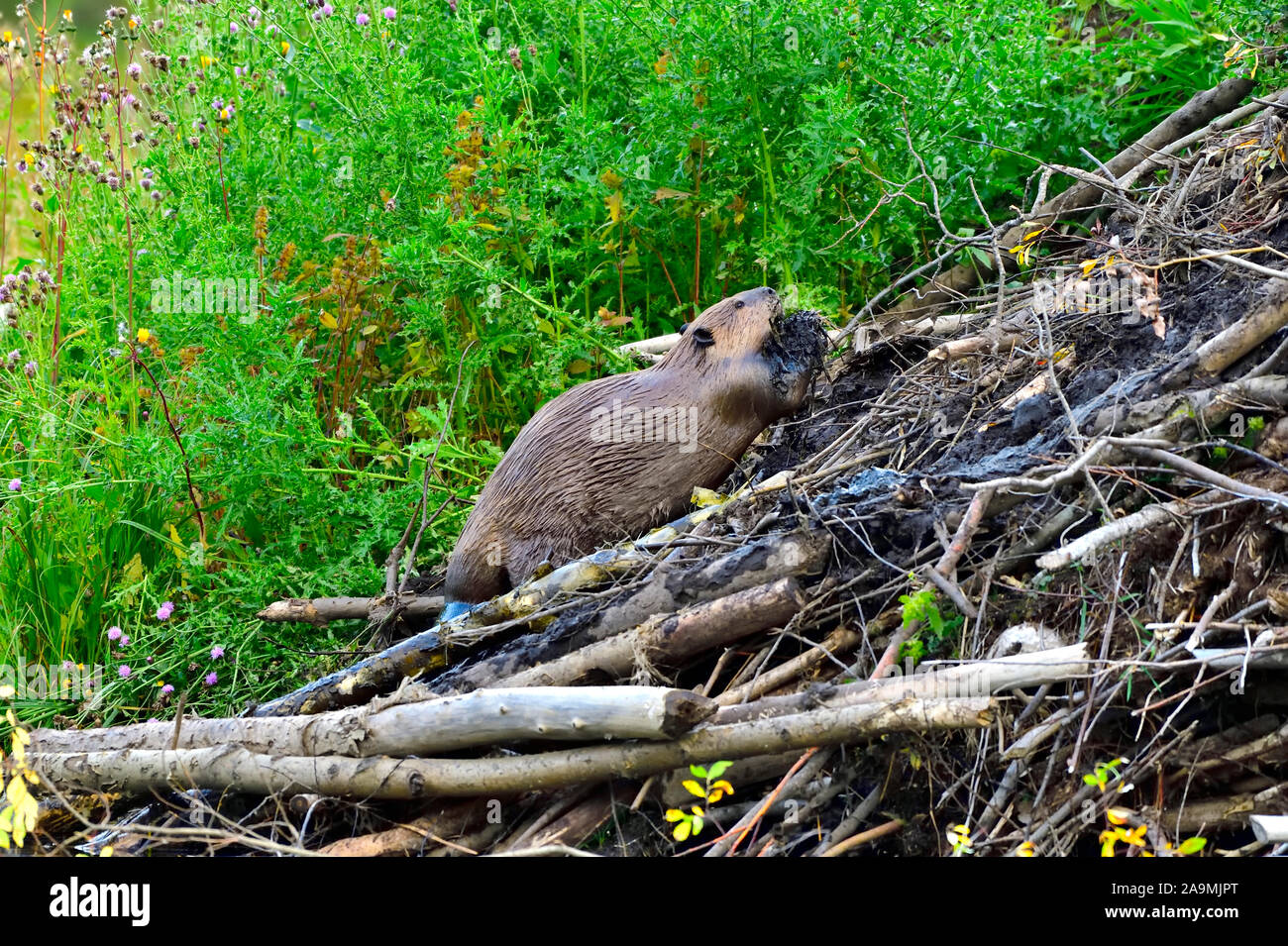 Un castor adulte 'Castor canadensis', s'occupant d'un bras plein de boue sur sa maison pour boucher un trou dans le toit dans la région rurale de l'Alberta Canada Banque D'Images