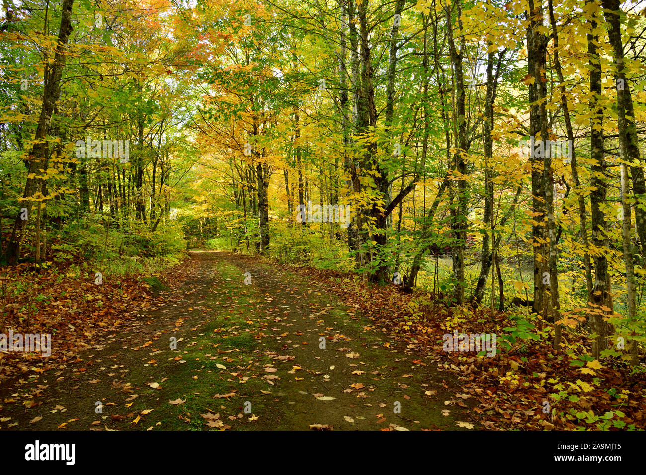 Une image horizontale d'une route à travers la forêt de feuillus du Nouveau-Brunswick dans l'Est du Canada avec les permissions de l'arbre tournant les couleurs vives de l'automne. Banque D'Images