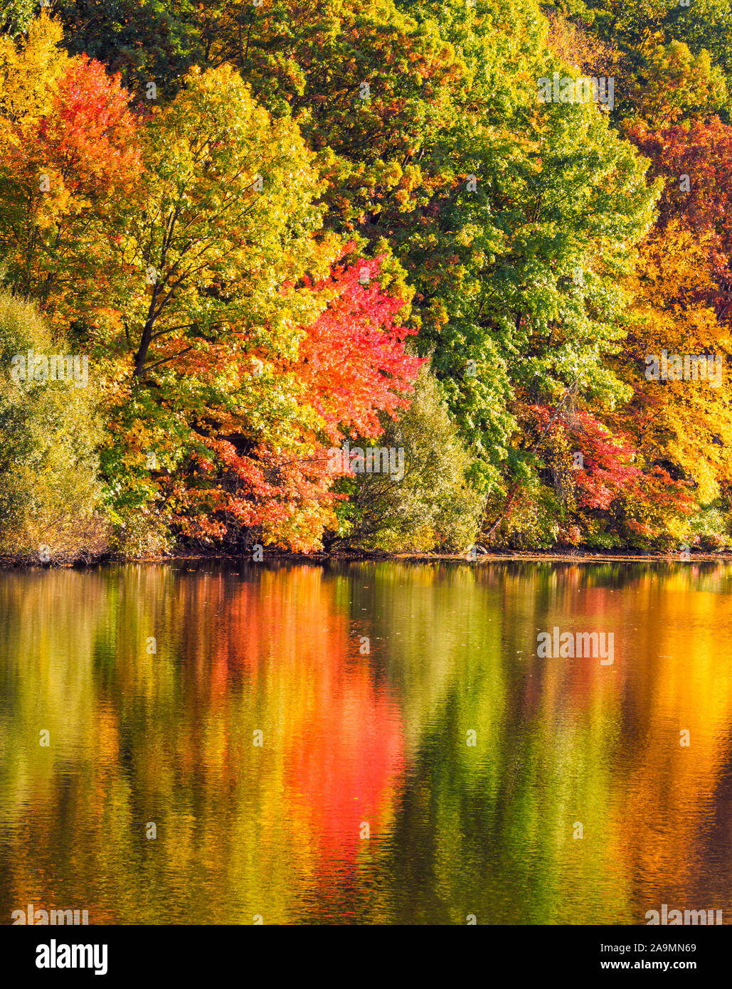 Tomber dans l'État de New York de la Rockefeller State Park préserver de belles feuilles de l'automne reflète dans Swan Lake Banque D'Images